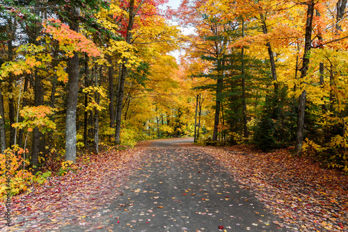 Tableau sur toile Deserted back road through a forest at the peak of fall foliage