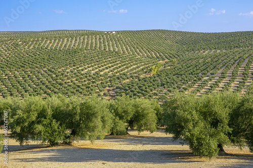 Obraz na plátně Olive grove on a hill, near the Guadalquivir river
