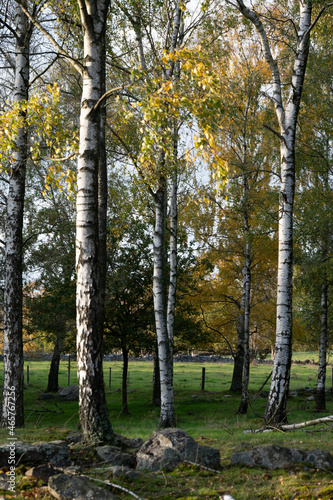 Birch trees in rural landscape in Skåne Sweden