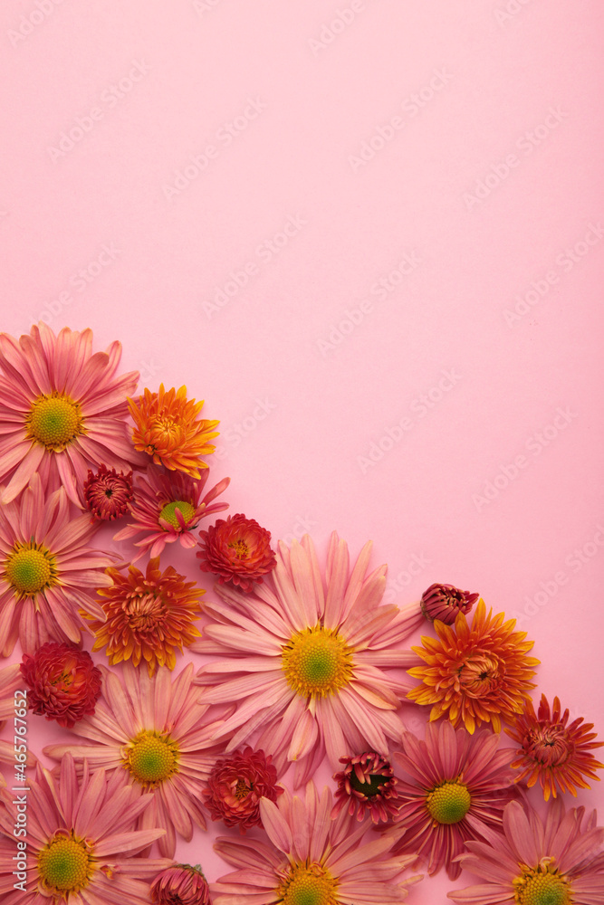Pink flowers on pink paper background. Flower composition