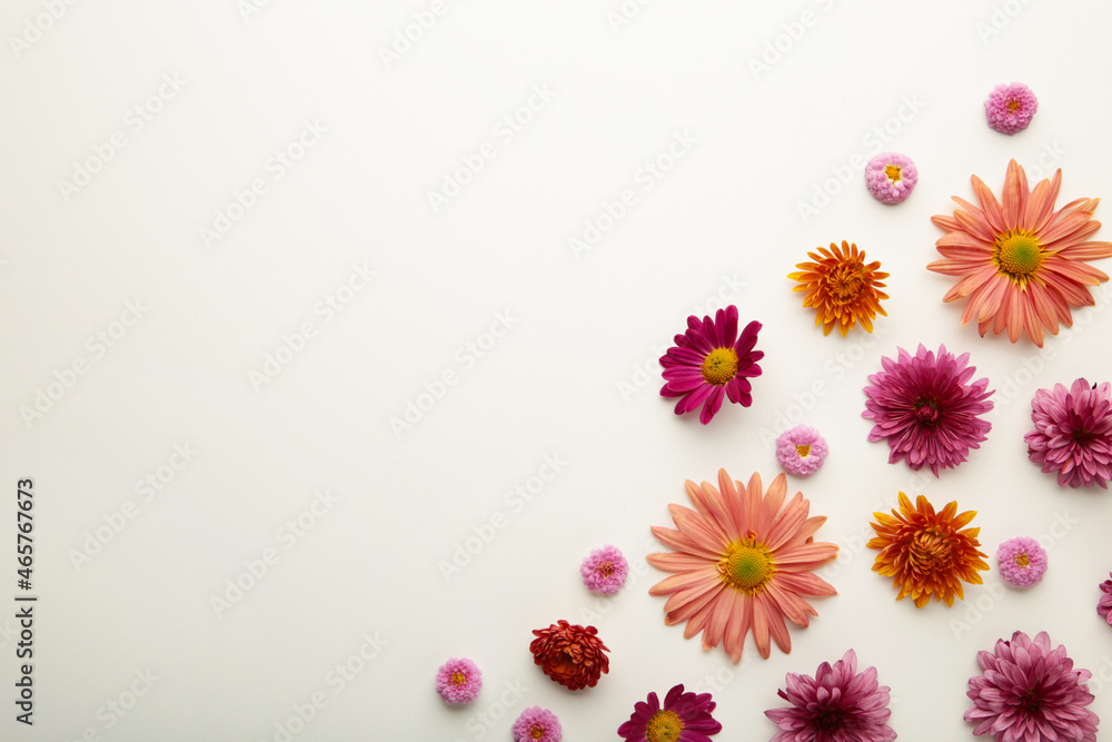 Pink flowers on white background. Flower composition Pink flowers on white background. Flower composition