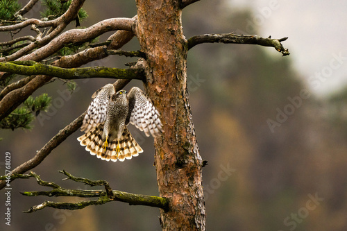 Hunting sparrowhawk among trees photo