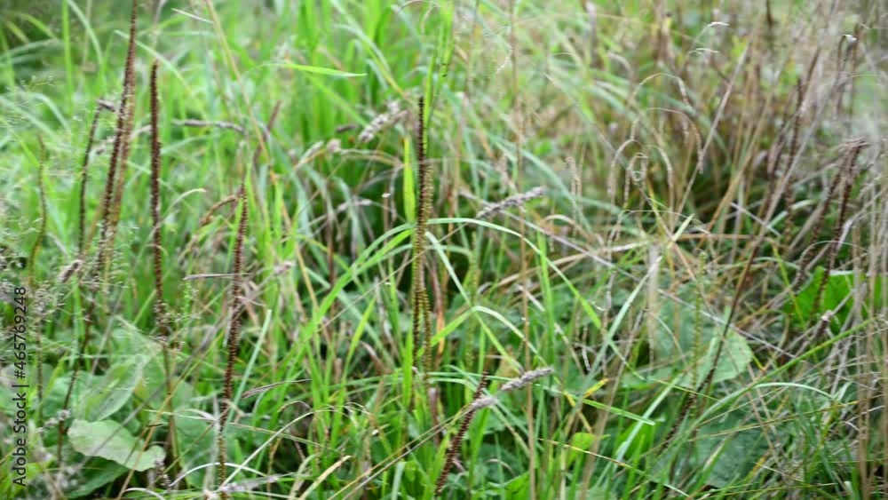Dry grass and mature plantain in the field in the fall. Video panorama. High quality 4k footage Dry grass and mature plantain in the field in the fall. Video panorama. High quality 4k footage