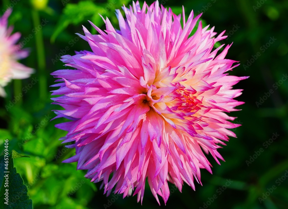 Pink and yellow spider cactus dahlia flower in bloom in the garden Pink and yellow spider cactus dahlia flower in bloom in the garden