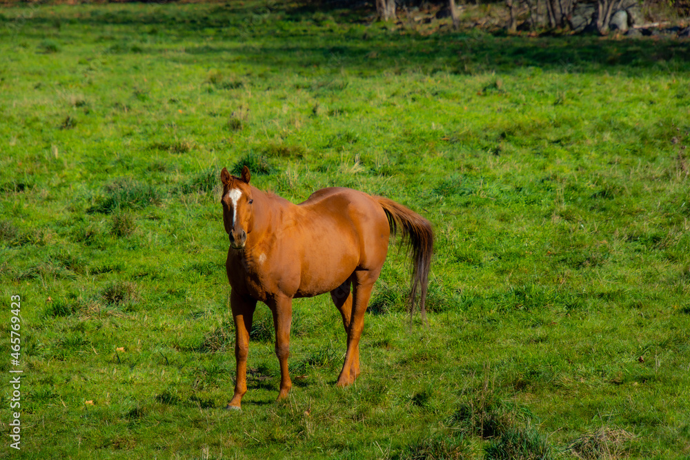 Fototapeta premium Pretty cows in a Quebec farm in the Canadian coutryside