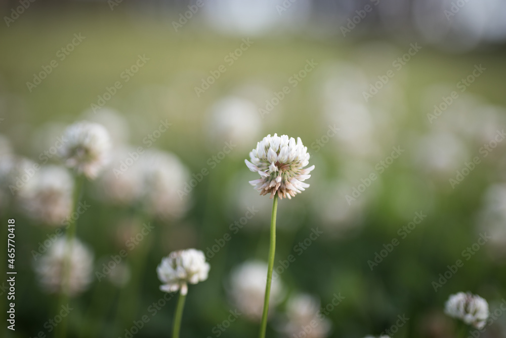 Flowers Flowers