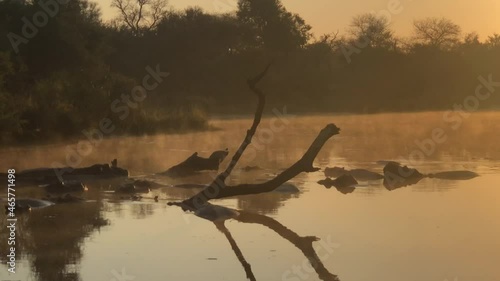 Hippos waking up at Lake Panic in Kruger National Park, South Africa
