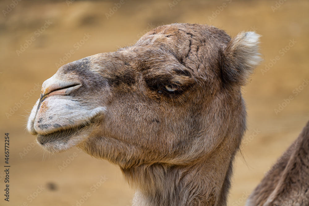 Dromedary, Camelus dromedarius in Jerez de la Frontera, Andalusia, Spain