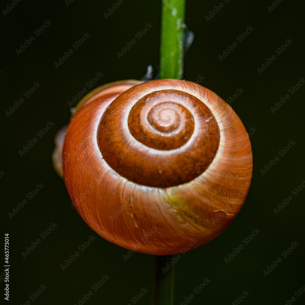 white-lipped snail or garden banded snail (Cepaea hortensis) on grass white-lipped snail or garden banded snail (Cepaea hortensis) on grass