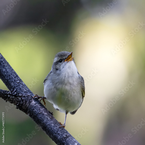Greenish Warbler photo