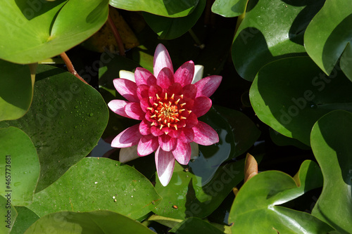 beautiful lotus flower in the deep blue water surface