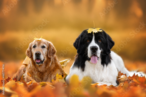 two happy dogs with leaves on their heads lying down outdoors in autumn