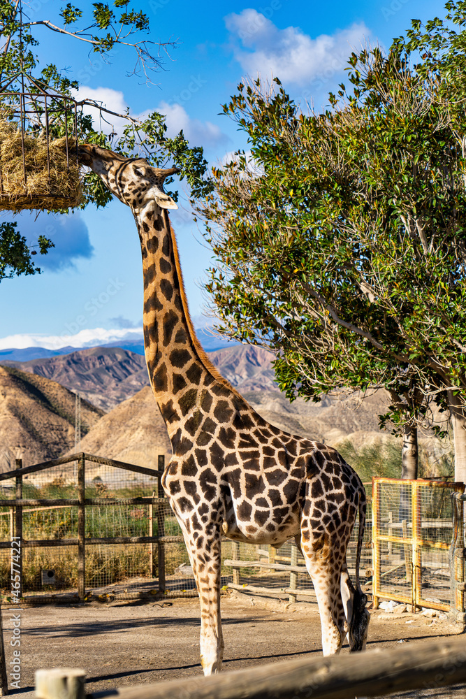 Obraz premium Giraffa, Giraffa camelopardalis in Tabernas desert, Andalusia, Spain