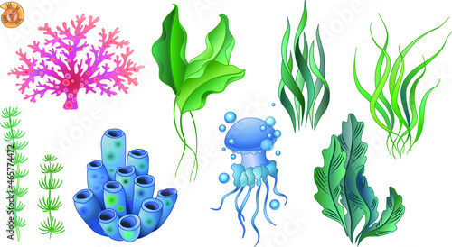 Set of vector illustrations of algae and marine life. Stems and leaves, jellyfish and corals