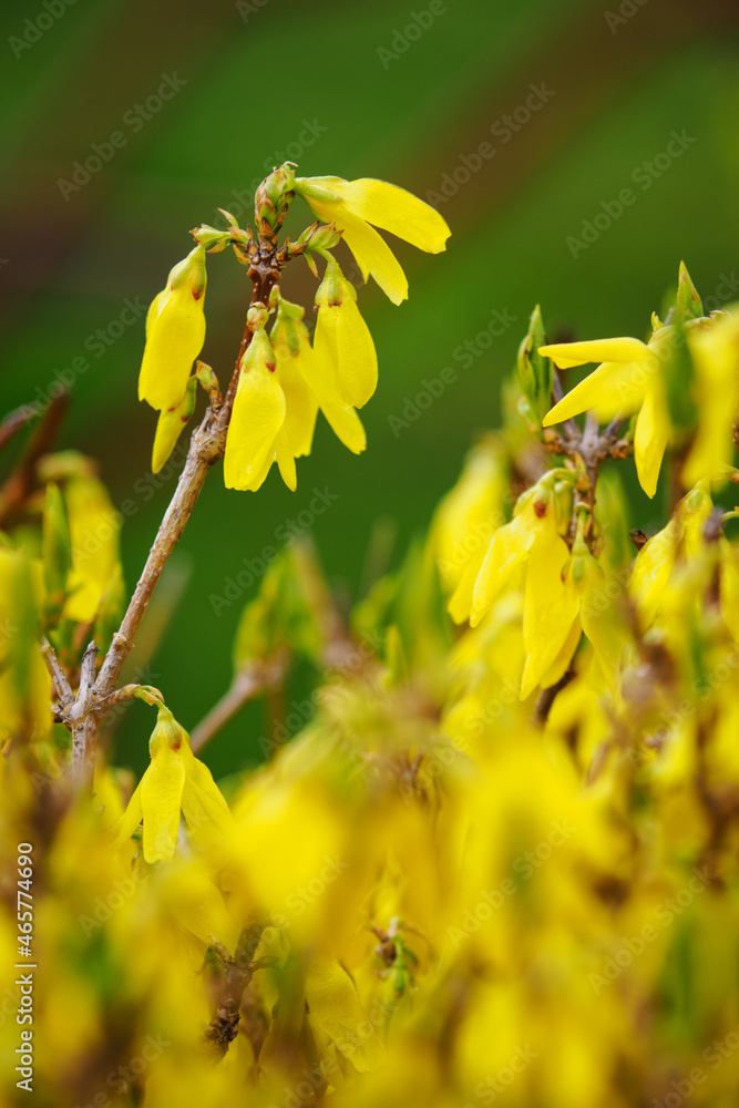 Laburnum anagyroides - close-up of a golden rain frangipani flower.