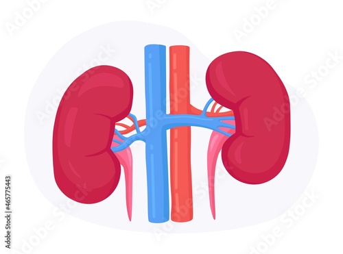 Nephrology, urology. Human kidney anatomy. Renal failure, pyelonephritis, diseases, kidney stones, cystitis. Vector design
