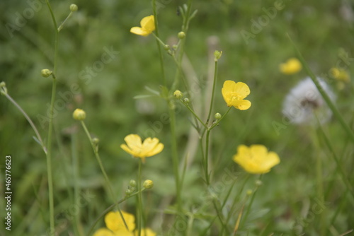 Fiori gialli