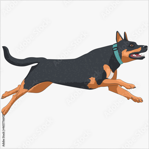 Jumping shepherd dog isolated on white background.