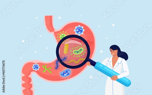 Gastroenterology. Doctor inspect stomach by Magnifying glass. Scientist studying gastrointestinal tract and digestive system. Physician doing analysis of gut microorganisms. Vector design