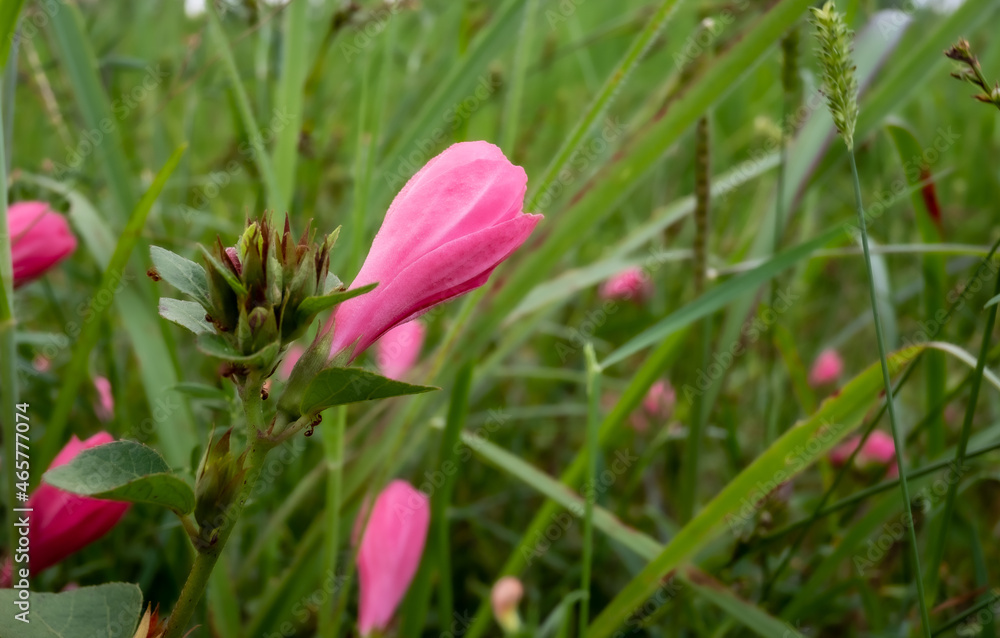 The flowers are blooming in the fields The flowers are blooming in the fields