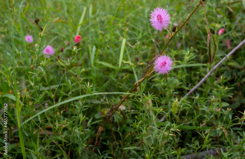 The flowers are blooming in the fields