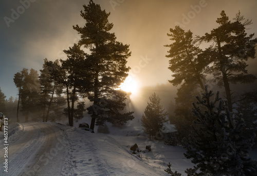 Impressive view of fog and sunlight after frost on the famous Sarıkamış ski slopes with its crystal snow and yellow pine forests.