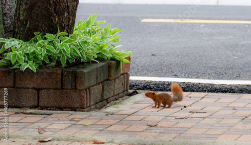 Squirrel lifestye in the park