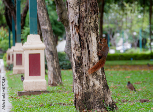 Squirrel lifestye in the park