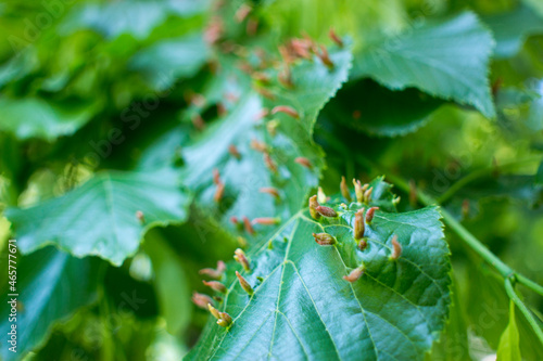 Lime leaves affected Linden gall mite Eriophyes tiliae. High quality photo photo