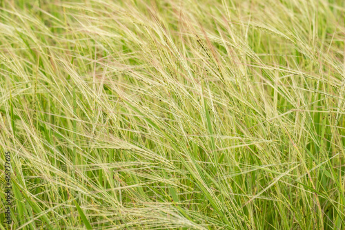 Bright green fields in summer
