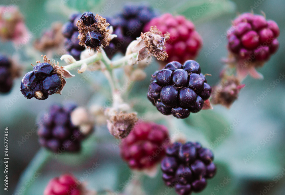 blackberry bush in the garden blackberry bush in the garden