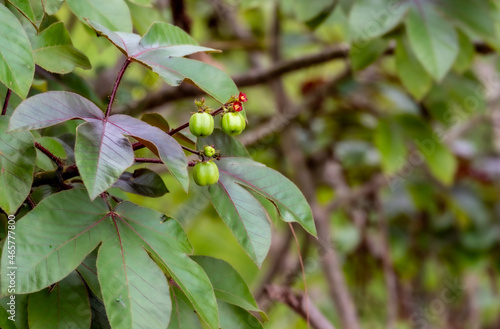 A small fruit that is food for wild animals