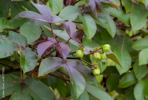 A small fruit that is food for wild animals