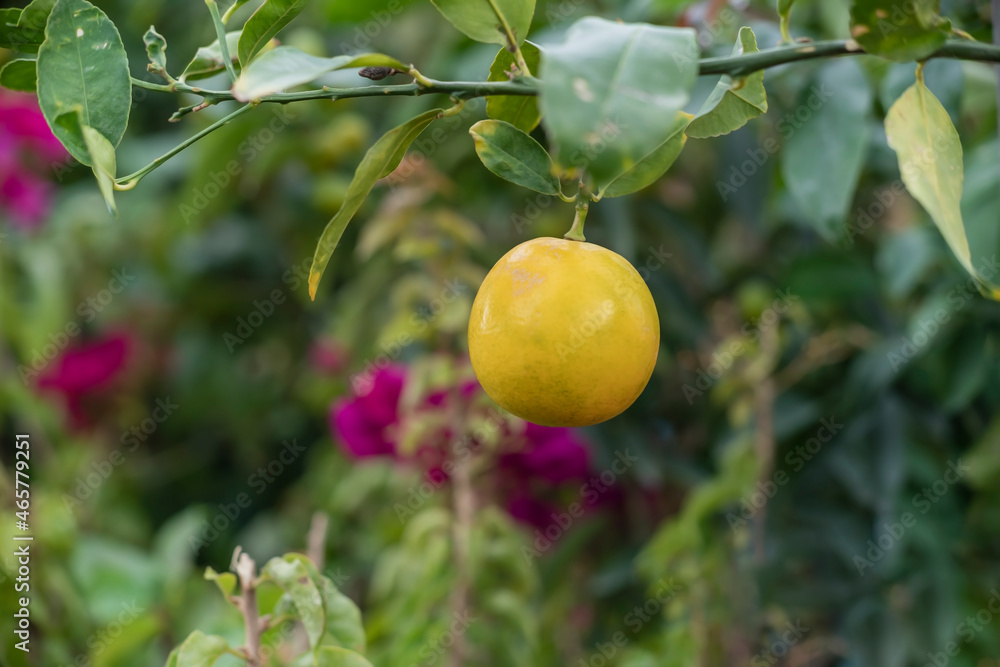 Orange hanging on the branch, vitamin C store Orange hanging on the branch, vitamin C store