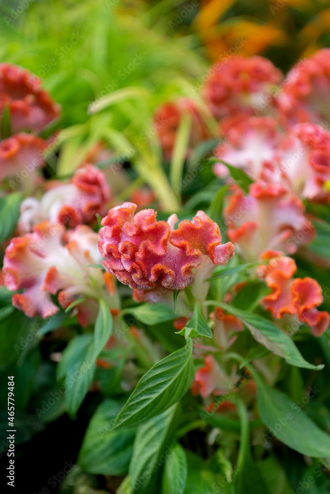 Colorful Celosia argentea cristata flowers in full bloom in autumn garden Colorful Celosia argentea cristata flowers in full bloom in autumn garden