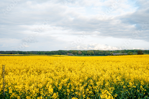 Wide rapeseed field, in the distance a forest and a village. Rural summer landscape (1094)