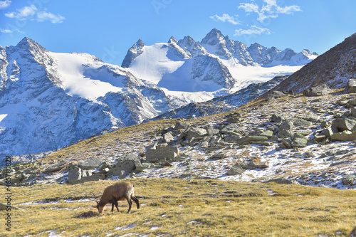 The chamois in the Gran Paradiso park