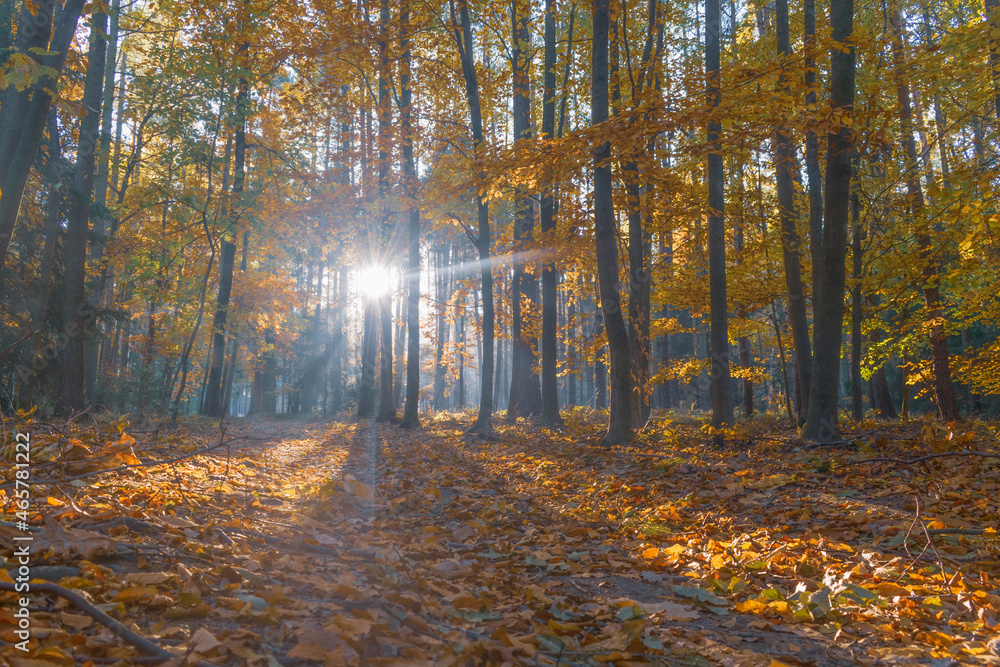 Fototapeta premium Colorful autumn forest in the soft morning light