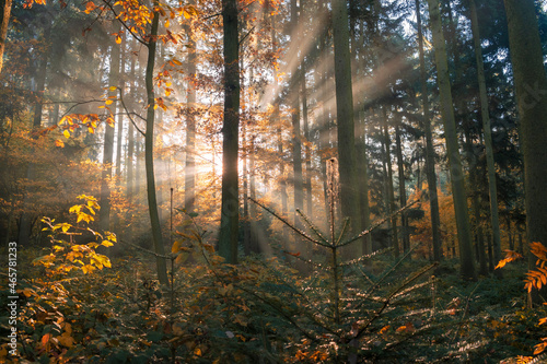 Fototapeta Naklejka Na Ścianę i Meble -  Colorful autumn forest in the soft morning light