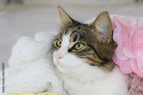 little cat cuddling in the blanket