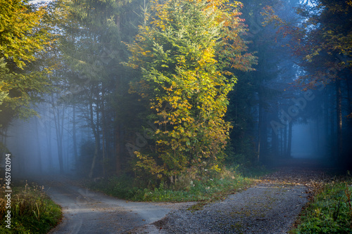 Misty foggy autumn forest and dirt road fork, blue and yellow tones