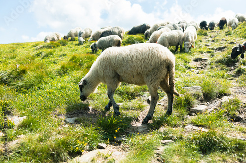 Sheeps in a meadow in the mountains. Flock of sheep at summer. Beautiful natural landscape