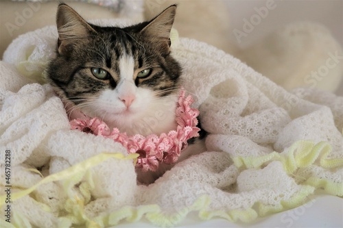 little cat cuddling in the blanket
