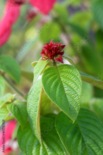 portrait view of Red tropical dogwood bud