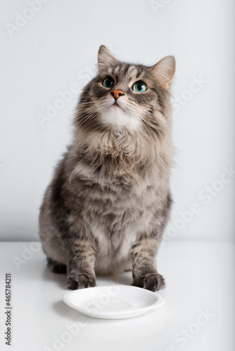 Foto Portrait of funny gray cat sitting near empty plate and looking up with big green eyes