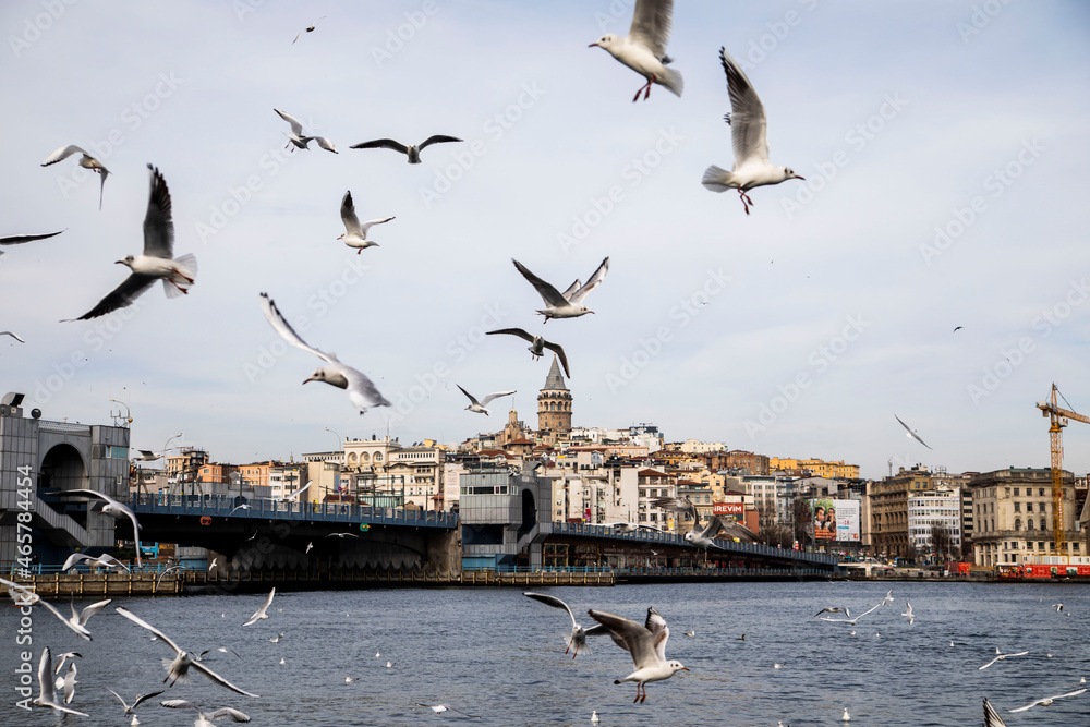 seagulls flying over the skyline of Istanbul galata tower