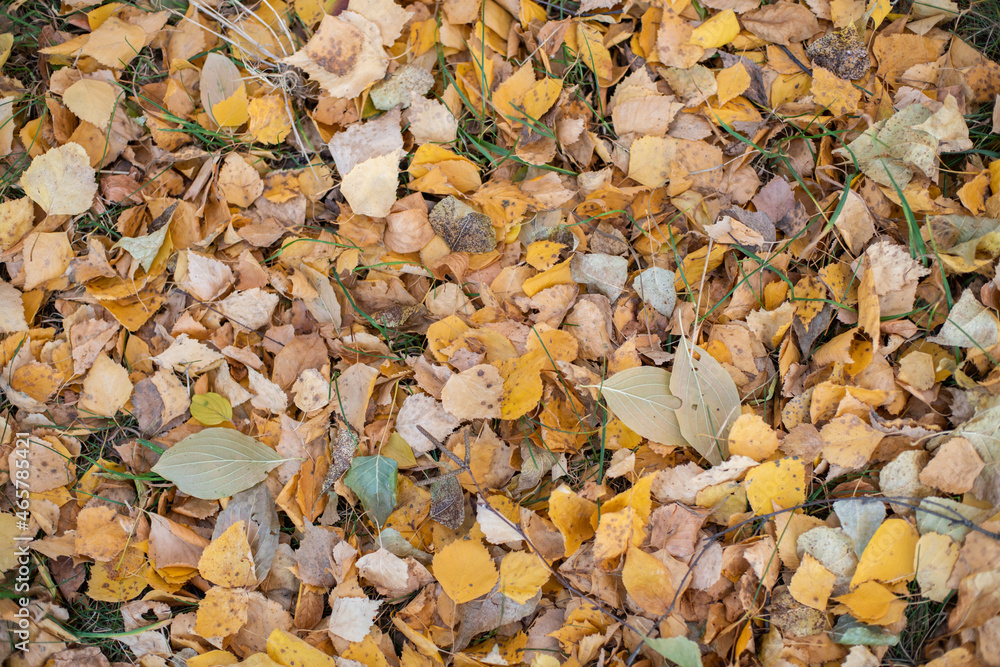 walpaper many colorful autumn leaves background walpaper many colorful autumn leaves background