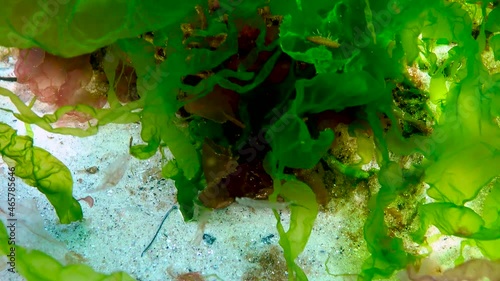 Black Sea algae. Red and green algae (Porphira leucosticta, Enteromorpha, Ulva, Ceramium, Polisiphonia, Cladophora) on rocks in the Black Sea photo