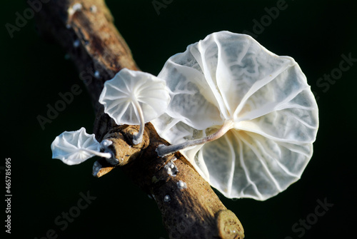 Marasmiellus candidus on a dry branch on a black background photo