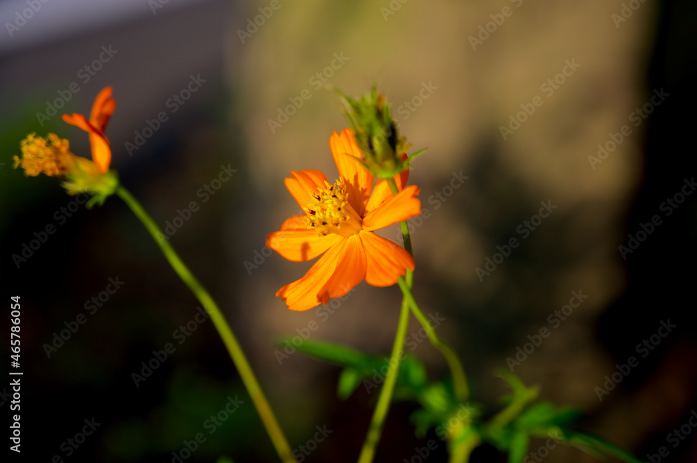 Obraz premium 道端に咲くオレンジ